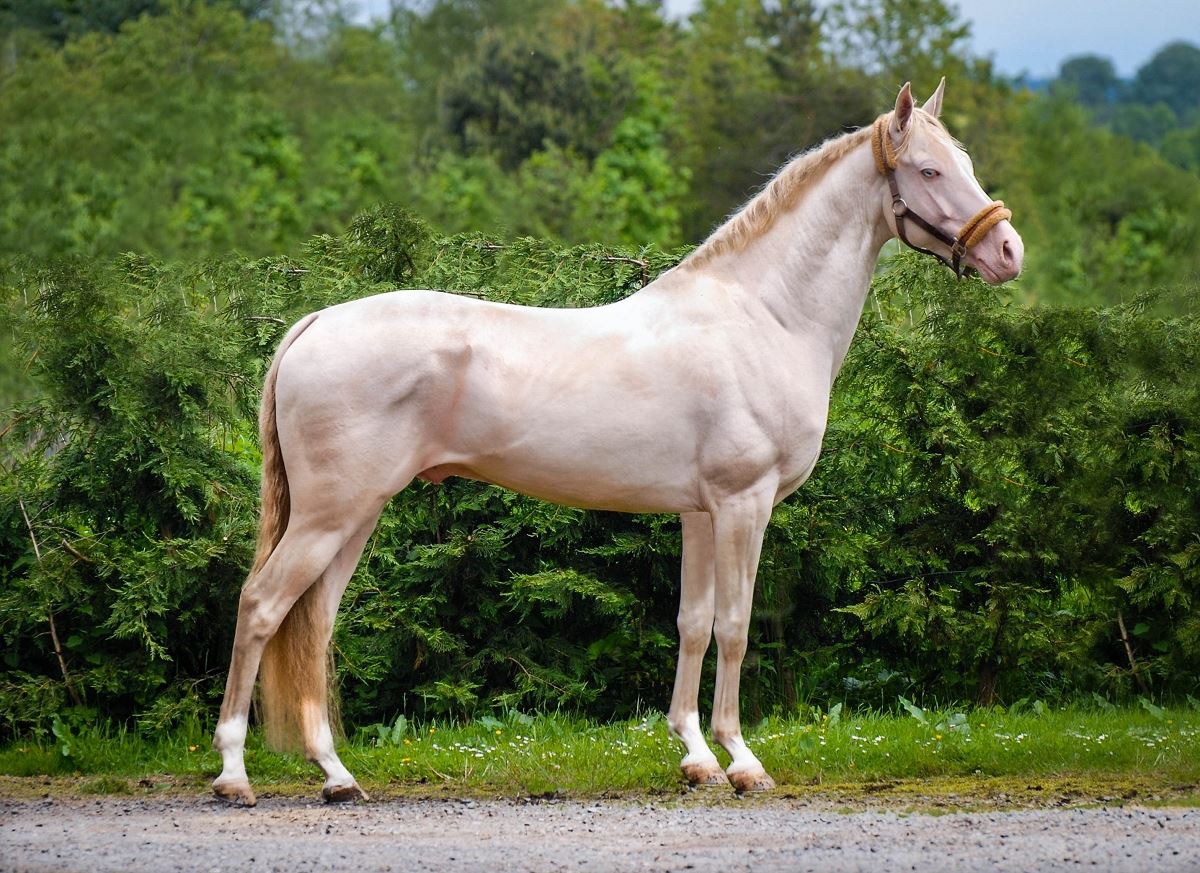 Perlino Stallion